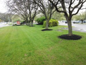 Zales Lawncare 2